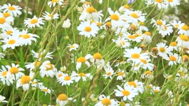 Fehér Chamomiles Virág Nyáron Mezőben Gyönyörű Fehér Chamomiles Kamilla Virág — Stock videók