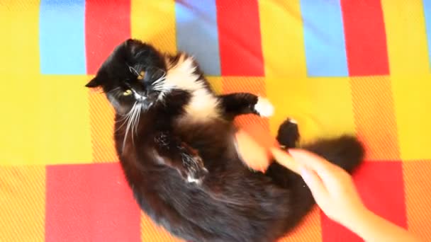 Cuidado Piel Gato Mujer Peinando Mano Por Peine Blanco Negro — Vídeo de stock