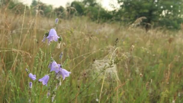 Bluebells Σταγόνες Δροσιάς Λουλούδια Της Campanula Όμορφα Μωβ Λουλούδια Της — Αρχείο Βίντεο
