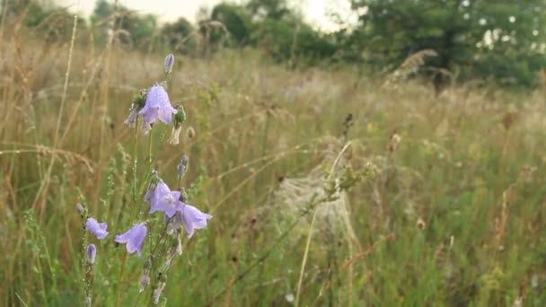 露の滴でブルーベル ホタルブクロの花 ブルーベルの美しい紫の花には 朝露の水滴が覆われています 朝の涼しさ 夜明けの野の花 水の滴を持つ花 — ストック動画