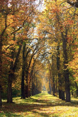 Güzel ağaçlar ile sonbahar park sarı ve kırmızı yaprakları kaplı. Mevsimlik özel. Sonbahar Park yolu ile çok renkli ağaçlar