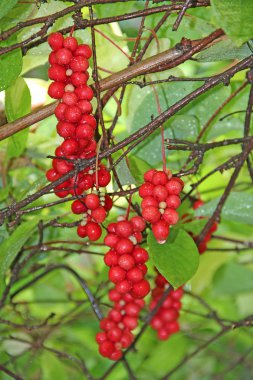 Kırmızı schisandra dallarında. Olgun schizandra kümeleri. Faydalı bitki ürün. Kırmızı schizandra satır yeşil dalı üzerinde dur. Schizandra chinensis bitki meyve dalı ile