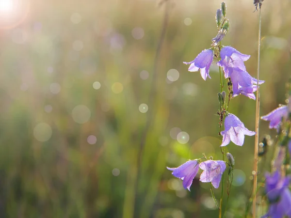 夜明け中露の滴でブルーベル ホタルブクロの花 ブルーベルの美しい紫の花には 朝露の水滴が覆われています 朝の涼しさ 野生の花 水の滴を持つ花 — ストック写真