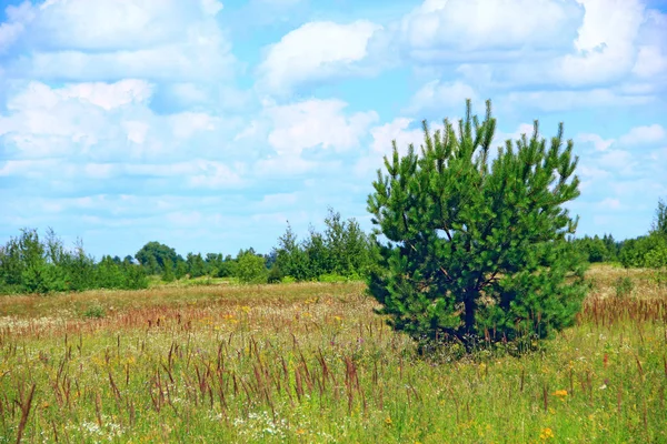 夏の畑で育つ若い松 草松と青い空のフィールドを持つ草原の風景です 野生の自然 松と夏の風景 — ストック写真