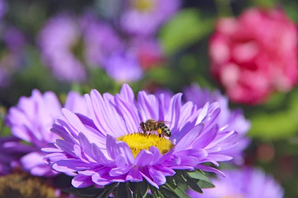 Arı Makro Mavi Bir Paskalya Çiçeğinin Üzerinde Oturuyor Sıradan Bir — Stok fotoğraf