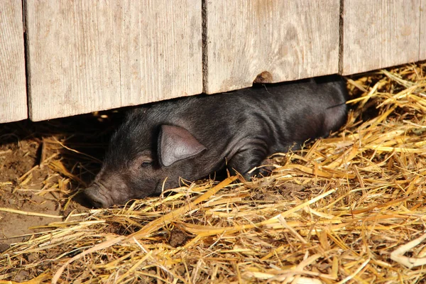 在农场的篱笆下的小猪 黑猪在篱笆底下睡在稻草上 滑稽的小猪 小小猪躺在农场 — 图库照片