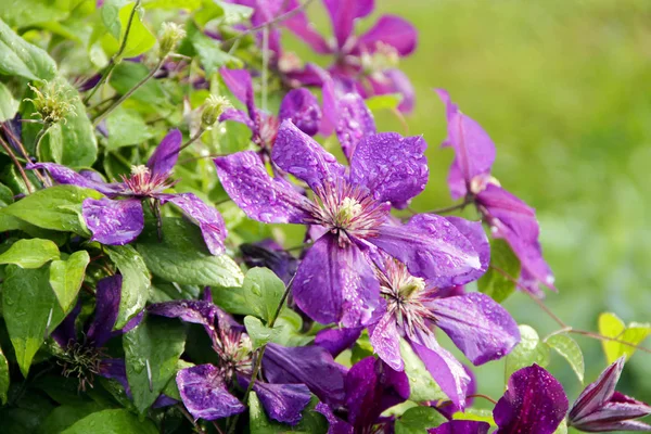 Belas Flores Clematis Clematis Violeta Florescente Com Gotas Chuva Grande — Fotografia de Stock