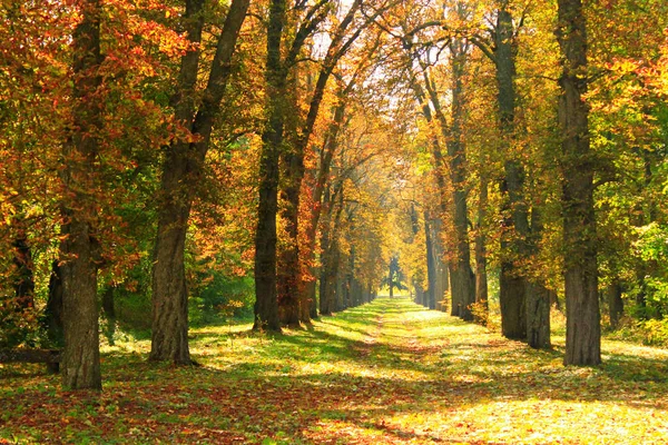 Parco Autunnale Con Bellissimi Alberi Ricoperti Fogliame Giallo Rosso Specifico — Foto Stock