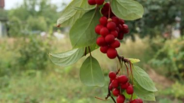 Kırmızı schisandra dallarında. Olgun schizandra kümeleri. Faydalı bitki ürün. Kırmızı schizandra satır yeşil dalı üzerinde dur. Schizandra chinensis bitki meyve dalı ile