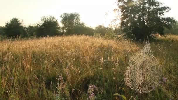 Paisagem Verão Com Campo Grama Teias Aranha Luz Sol Amanhecer — Vídeo de Stock