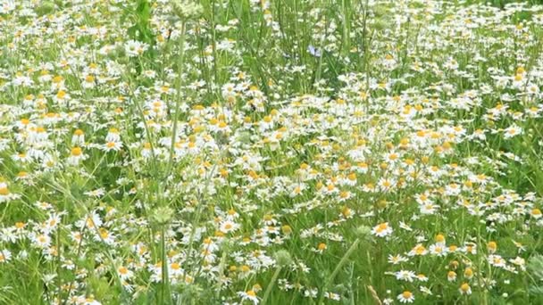 Camomille Bianche Fioriscono Nel Campo Estivo Belle Camomille Bianche Fiori — Video Stock