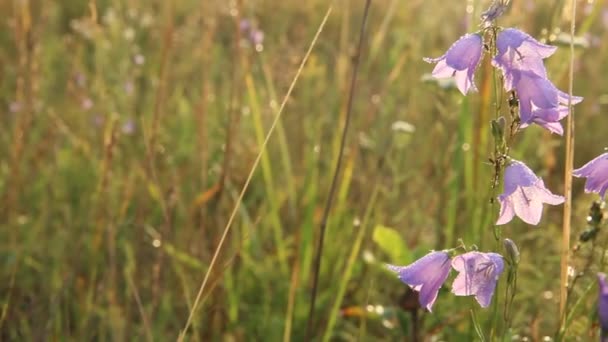 露の滴でブルーベル ホタルブクロの花 ブルーベルの美しい紫の花には 朝露の水滴が覆われています 朝の涼しさ 夜明けの野の花 水の滴を持つ花 — ストック動画