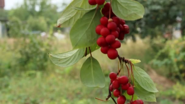 Grenar Röda Schisandra Kluster Mogna Schizandra Skörd Användbar Växt Röd — Stockvideo