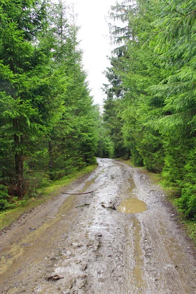 It`s raining in forest. Road with puddles and mud in wood during rain. Road between spruces during rain in forest