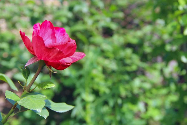 Червона Троянда Росте Саду Красива Квітка Крупним Планом Цвіте Саду — стокове фото