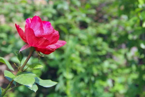 Red Rose Growing Garden Beautiful Flower Closeup Blossom Garden Beautiful — Stock Photo, Image