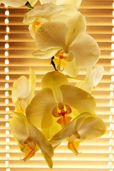 インテリアの一部として入札の蘭が咲いてください 快適な家の花で作成 — ストック写真
