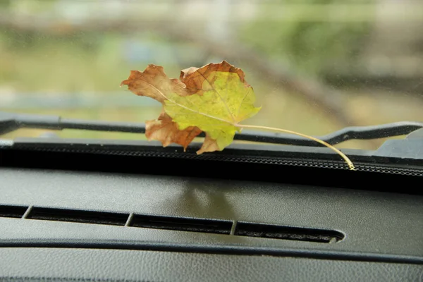 Dry autumn leaf lying on windshield of car. Yellow autumn leaf lies near janitor at car. Dry leaf falled down on car back glass. Yellow leaf fallen from tree on parked car