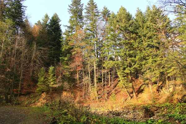 Colline Couverte Épinette Paysage Forestier Forêt Verte Sauvage Avec Sapins — Photo