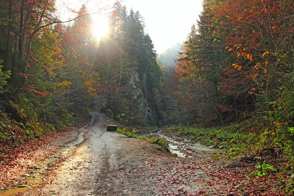 Forêt Automne Dans Les Montagnes Boisées Belle Forêt Automne Orange — Photo