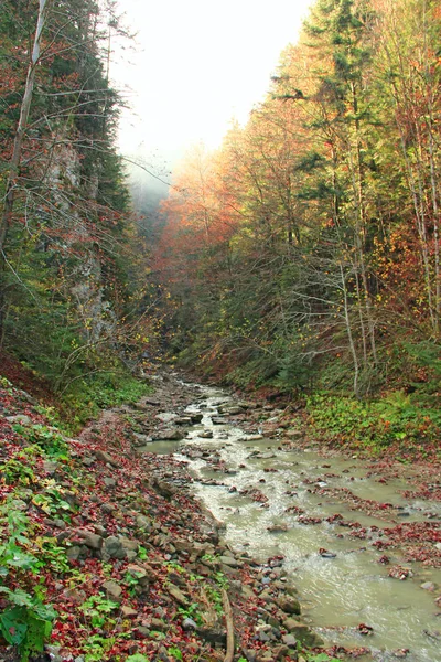 Rápido Rio Montanha Que Flui Através Floresta Rio Estreito Montanha — Fotografia de Stock