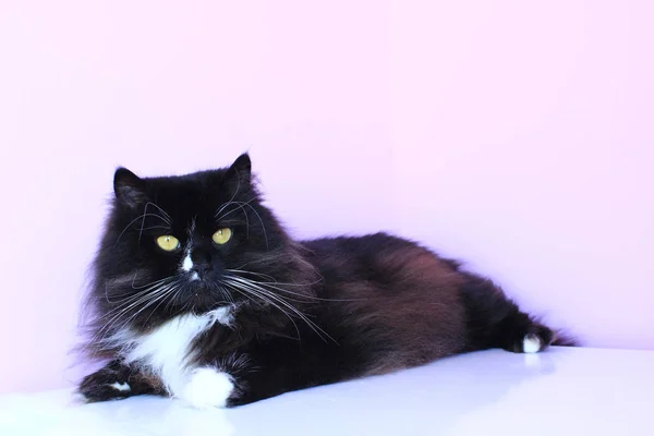 Zwarte Kat Roze Tedere Achtergrond Opleggen Binnenlands Huisdier Een Rust — Stockfoto