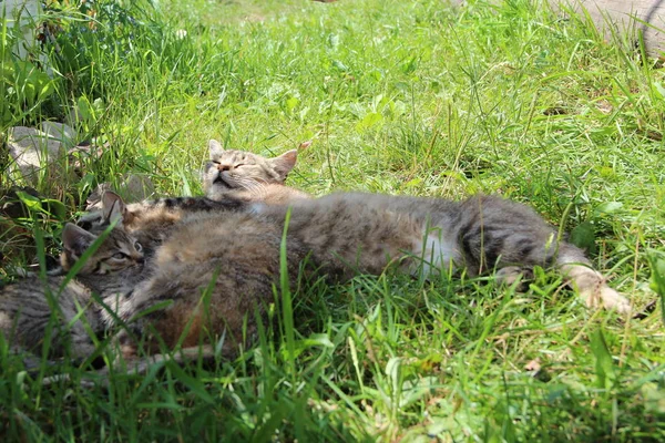 Family of cats is asleep. Rest of cat family. Gray cats sleep next to each other on green grass. Feline relaxation. Father moter and kitten are asleep. Feline dream
