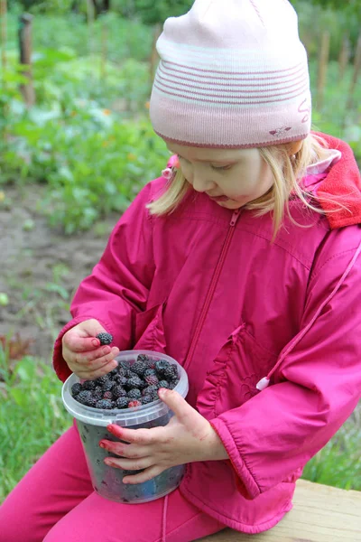 バケツから黒ラズベリーを食べて赤ちゃん 黒ラズベリーの果実を楽しむ子供 果実の収穫 — ストック写真