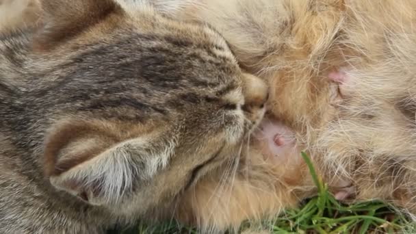 chaton gris sucer le lait de mère chat couché sur l'herbe verte. Petit chaton qui suce du lait. Bébé chat sucer mère. Processus d'alimentation du chaton 