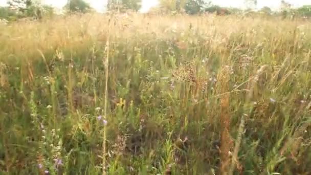 Sommerlandschaft Mit Wiese Und Spinnweben Sonnenlicht Morgengrauen Sommerfeld Morgengrauen Tautropfen — Stockvideo