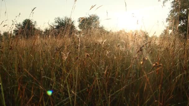 Spider Web Zbliżenie Kropli Rosy Świcie Dom Pająk — Wideo stockowe