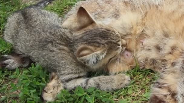 Gray Kitten Sucking Milk Mother Cat Laying Green Grass Little — Stock Video