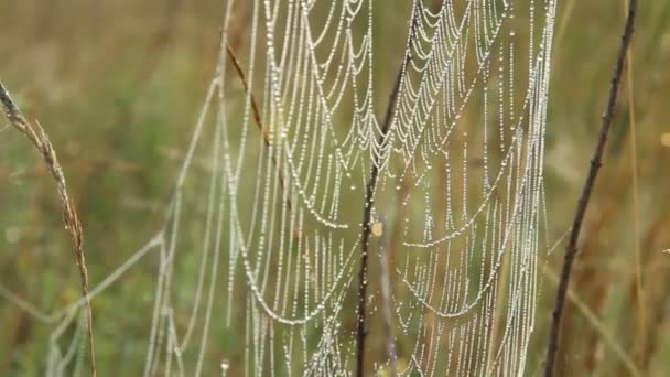 Duże Cowweb Wśród Ostrza Dziedzinie Słońca Świcie Spider Web Lato — Wideo stockowe