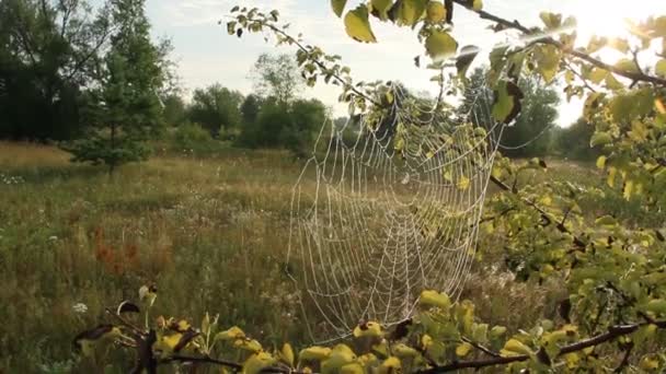 Spider Web Närbild Med Droppar Dagg Gryningen Vått Gräs Före — Stockvideo