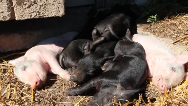 猪在农场里玩耍和睡觉 粉红色的小猪沐浴在阳光和黑色快活运行 滑稽的猪 幼小猪在院子里玩耍 — 图库视频影像