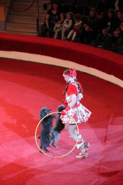 Chernihiv / Ukrayna. 05 Ağustos 2018: eğitilmiş sirk arenada gerçekleştirme kaniş. Sirk eğitimli köpek. Komik köpekler. İki kaniş birlikte kırmızı sirk arenada arka ayakları üzerinde dans. Kaniş ve hayvan terbiyecisi sirk performans