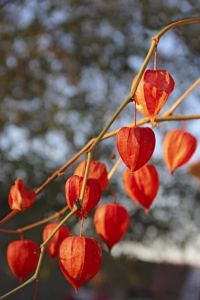 Rode Vruchten Van Physalis Decoratieve Plant Herfst Droge Groundcherries Met — Stockfoto