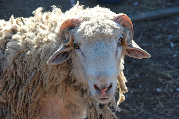 拉姆看 头公羊特写镜头 农场动物与角 — 图库照片