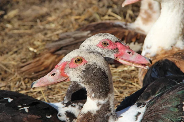 Les Canards Musqués Nourrissent Volaille Amitié Canard Oiseaux Domestiques — Photo