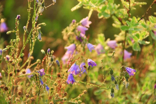 Bluebells Gotas Orvalho Flores Campanula Lindas Flores Roxas Sinos Azuis — Fotografia de Stock