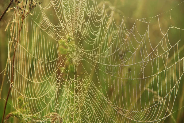 蜘蛛的网络特写与露珠在黎明时分 太阳升起前把草湿透了 蜘蛛网上有水滴 蜘蛛之家 — 图库照片