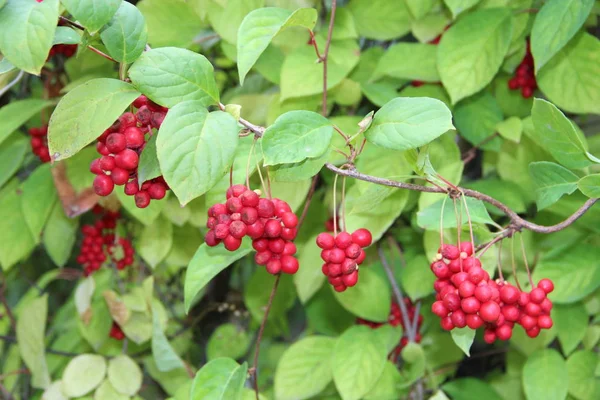 行の赤の Schisandrahanging 熟した Schizandra のクラスター 有用な植物の作物 Schizandra 緑の枝の行でハングします Schizandra 成虫は枝に果実を持つ植物します — ストック写真