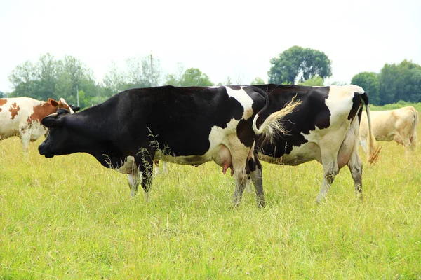 Les Vaches Paissent Dans Les Pâturages Verts Ferme Été Vaches — Photo