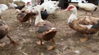 Ördek kaz ve Misk ördekleri yemek kabak kümes hayvanları