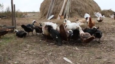 Ördek kaz ve Misk ördekleri yemek kabak kümes hayvanları. Kümes hayvanları bahçede beslenir. Yerli kuşlar yeme. Çiğ kabak kümes hayvanları üzerinde yeme çiftlik kuşlar