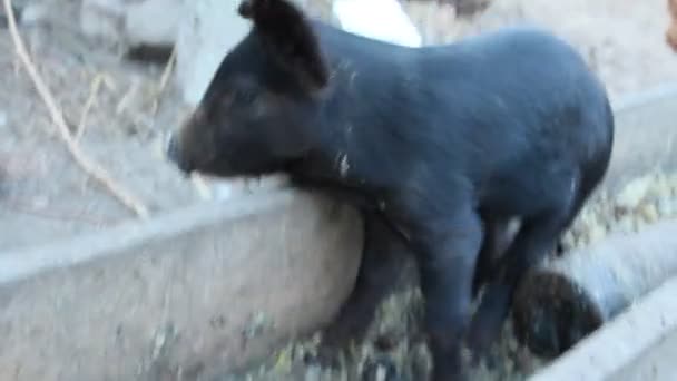 小さな子豚をトラフとジョリーの農場の庭で実行から食べる 面白い豚 若い赤ちゃん子豚の庭でプレイ 豚の餌 — ストック動画