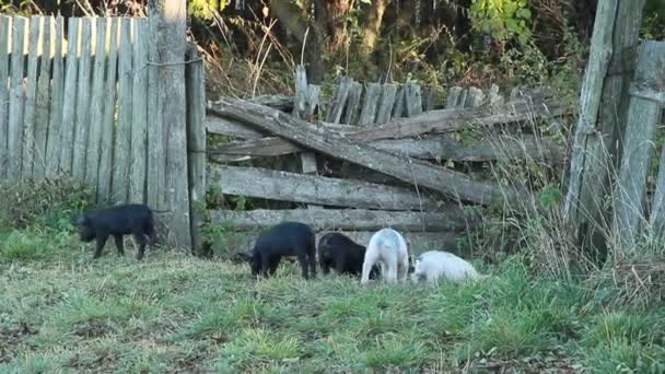 Suinetti Che Giocano Corrono Allegri Nel Cortile Della Fattoria Porci — Video Stock