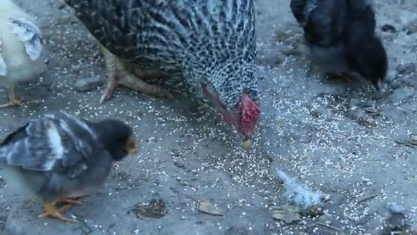 Pollo Con Pollitos Picoteando Grano Aves Corral Madre Gallina Gallina — Vídeos de Stock