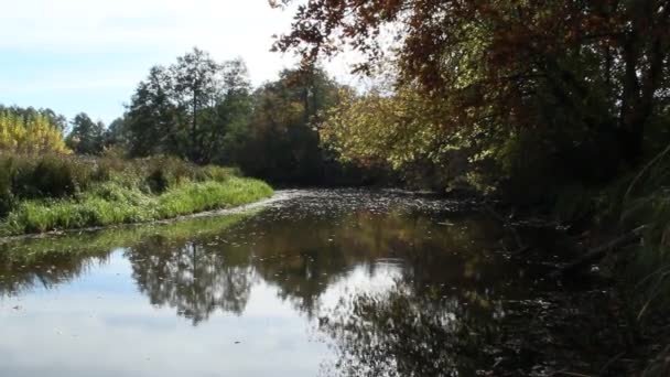 Paesaggio Autunno Foglie Secche Cadono Superficie Dell Acqua Fiume Foglie — Video Stock