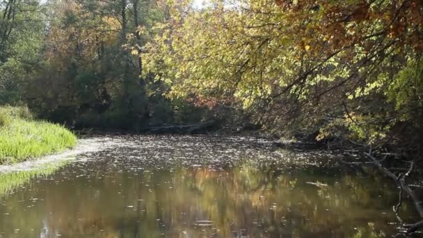 Paesaggio Autunno Foglie Secche Cadono Superficie Dell Acqua Fiume Foglie — Video stock gratuito